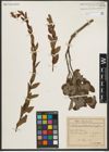 Foto von Salix myrtilloides L.